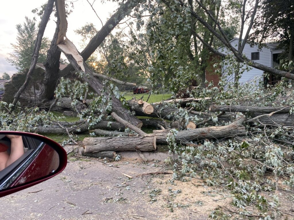 Cut tree logs and branches scattered on the ground after a tree removal and cleanup by Woodchopper's Tree Service in Lennon, MI.