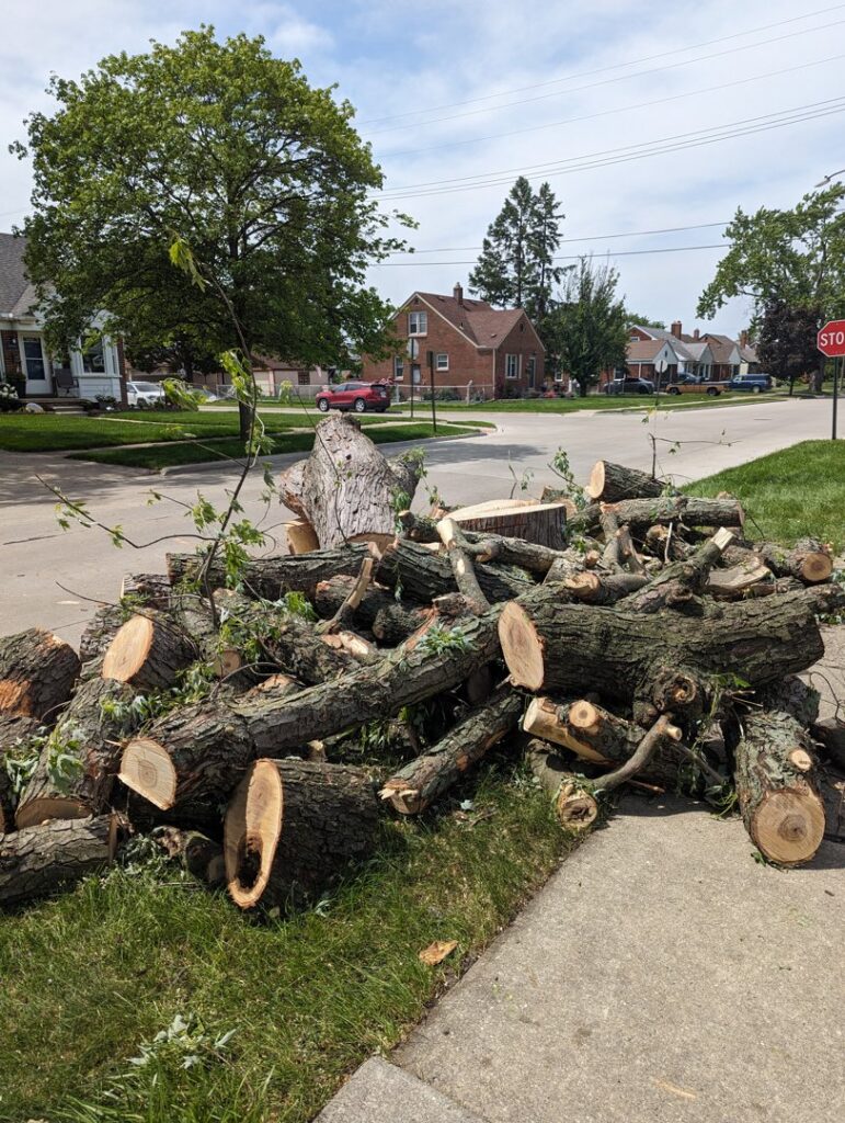 A large pile of cut tree logs and branches on a sidewalk after a tree service job by Cassidy & Co. Tree Service in Detroit, MI.