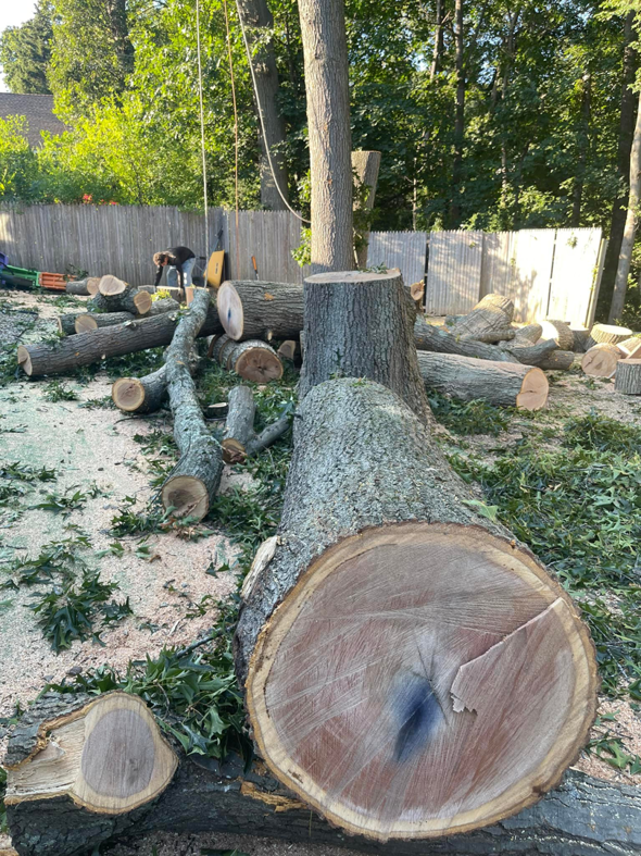 A large pile of freshly cut tree logs and debris from a tree removal by Olvin's Tree Service Inc in Studley, Brockton, MA.