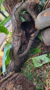 Cut tree logs and a hollow trunk, showing tree removal work by Big Ron's Tree Service in Miami, FL.