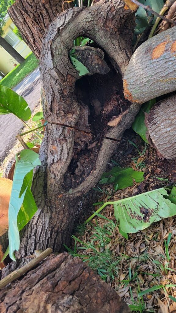 Cut tree logs and a hollow trunk, showing tree removal work by Big Ron's Tree Service in Miami, FL.