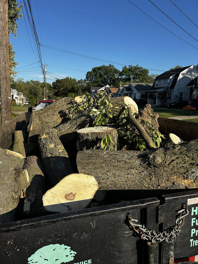 A trailer loaded with large cut tree logs and branches ready for disposal by EDEN Creations LLC in Covington, KY.