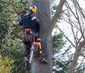 Large cut tree logs loaded onto a trailer after tree removal by Mr. Stump Tree Service in Colorado Springs, CO.