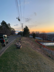 Several cut tree logs lined up on a grassy embankment next to a road, showing tree removal work by Fulmer Tree Service in Ogden, UT.