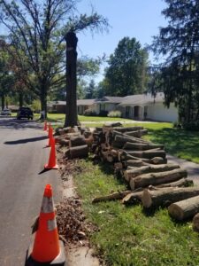 A large pile of cut tree logs on the roadside with traffic cones, indicating recent tree removal by JMendez LLC in St. Louis, MO.