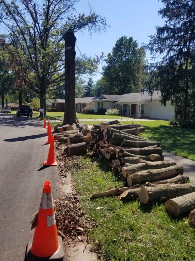 A large pile of cut tree logs on the roadside with traffic cones, indicating recent tree removal by JMendez LLC in St. Louis, MO.