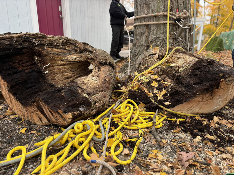 Large cut tree logs and ropes on the ground after tree removal by Valera Tree Services in Benton Harbor, MI.
