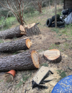 Cut tree logs and sawdust on the ground after a tree removal service by T-Bone Tree Service in Savannah, GA.