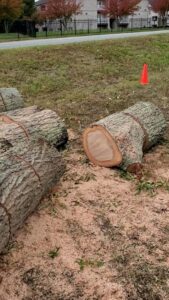 Several large cut tree logs lying on the ground with sawdust, indicating recent tree removal by Triad Tree Removal LLC in Greensboro, NC.
