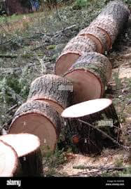 Freshly cut tree logs on the ground after tree removal by Scott's Handy Man and tree service in Rock Hill, SC