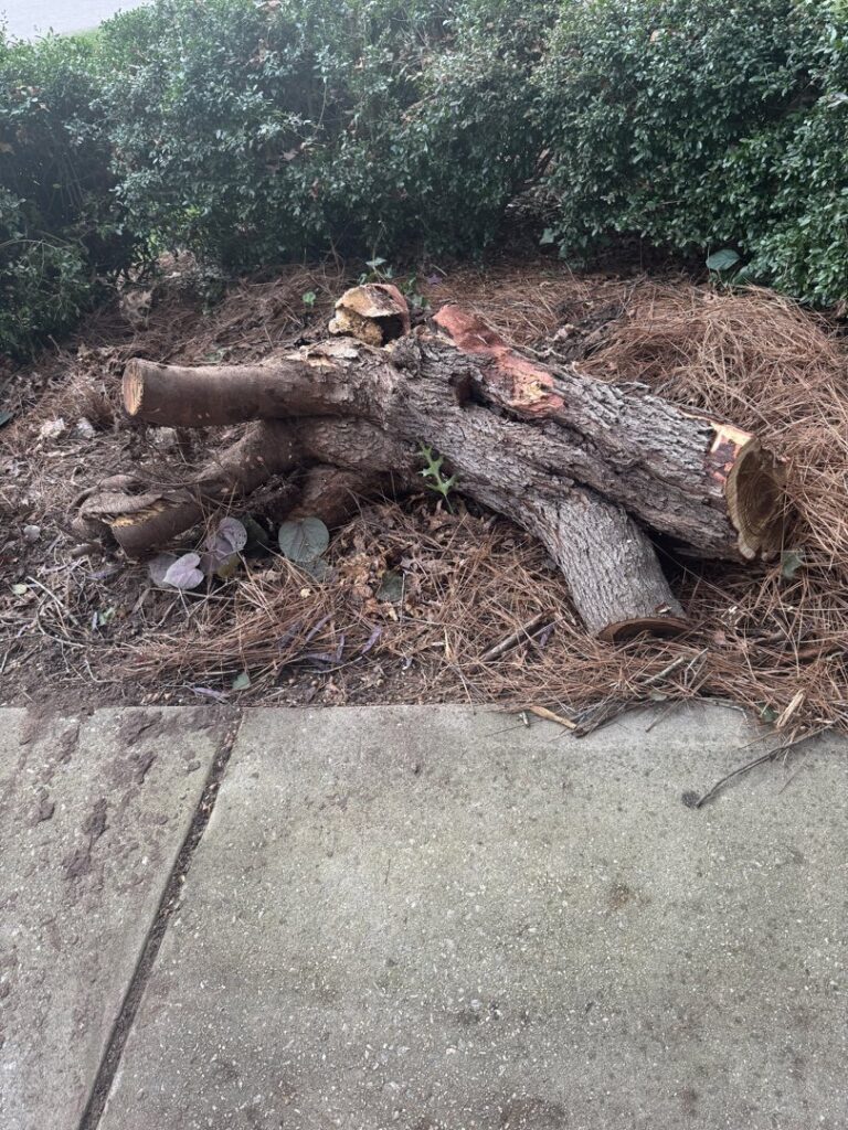 Cut tree logs and stumps on the ground, ready for wood debris removal by JR's Rapid Junk Removal in Cary, NC