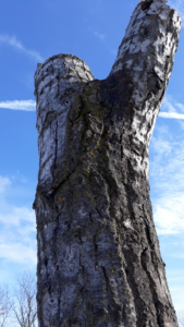 A large tree trunk with the top removed, showing a clean cut against a blue sky by Evening and Weekend Tree Service in Waukesha, WI