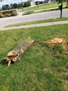 A cut tree trunk and a fresh tree stump in a grassy area, indicating a completed tree removal by Canter Tree & Stump Solutions in Indianapolis, IN.