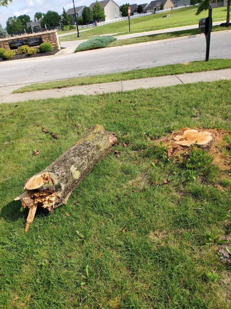 A cut tree trunk and a fresh tree stump in a grassy area, indicating a completed tree removal by Canter Tree & Stump Solutions in Indianapolis, IN.