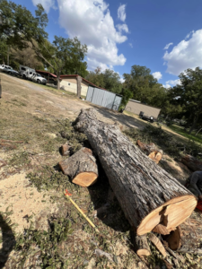 A large cut tree trunk and logs on the ground, with wood chips, indicating tree removal by Manuel's Tree Service in San Antonio, TX