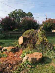 Large cut tree trunk sections and branches on the ground after a tree removal by Liberty Tree in Fort Smith, AR.