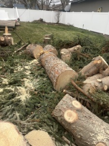 Large tree trunks cut into sections and lying on debris after a tree service job by Catchpole Tree Service in Spokane, WA