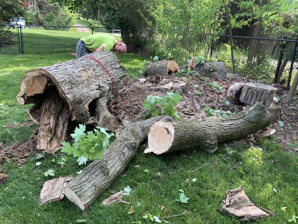 Large cut tree trunks and branches on the ground after tree removal by 20/20 Landscaping and Tree Service in Pittsburgh, PA.