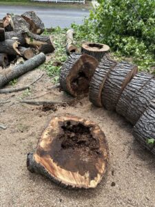 Large cut tree trunks and a stump after a tree removal service by De Paz Tree Service in Katy, TX