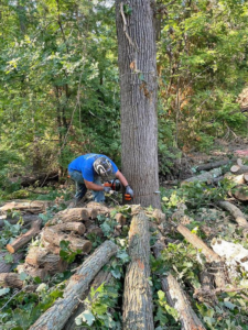 A tree service professional cutting a large tree trunk with a chainsaw for Trustfall Tree Service, LLC in De Pere, WI.