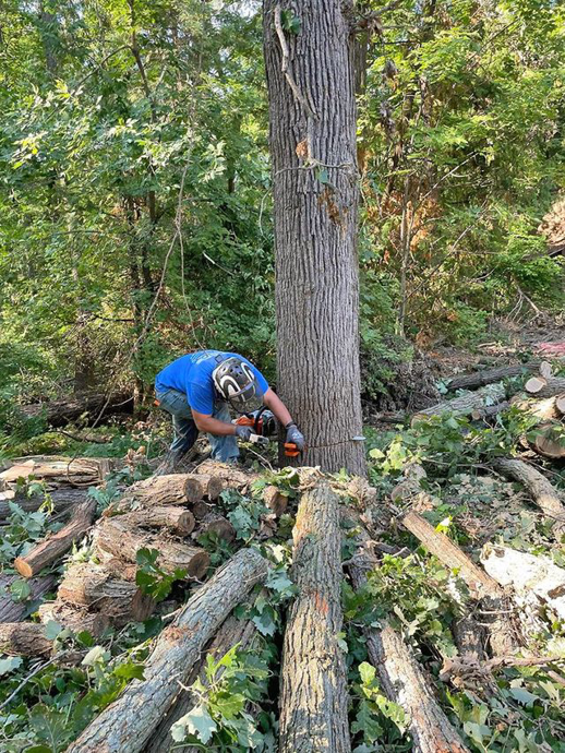 A tree service professional cutting a large tree trunk with a chainsaw for Trustfall Tree Service, LLC in De Pere, WI.