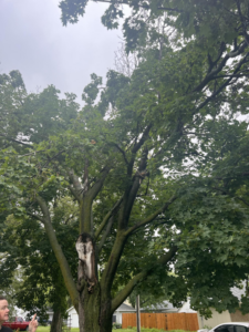A large tree with significant trunk damage, likely undergoing assessment by Toben Tree Service in Yankton, SD.