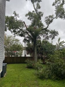 A large tree with a clearly broken branch, indicating storm damage or a hazard requiring tree service from Ayla Tree Service in Bloomingdale, GA.