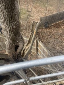 An aerial view of a damaged tree with a large split and hollow section next to a wooden fence, indicating tree removal or trimming by Russell Tree Works & Firewood Sales in Augusta, ME.