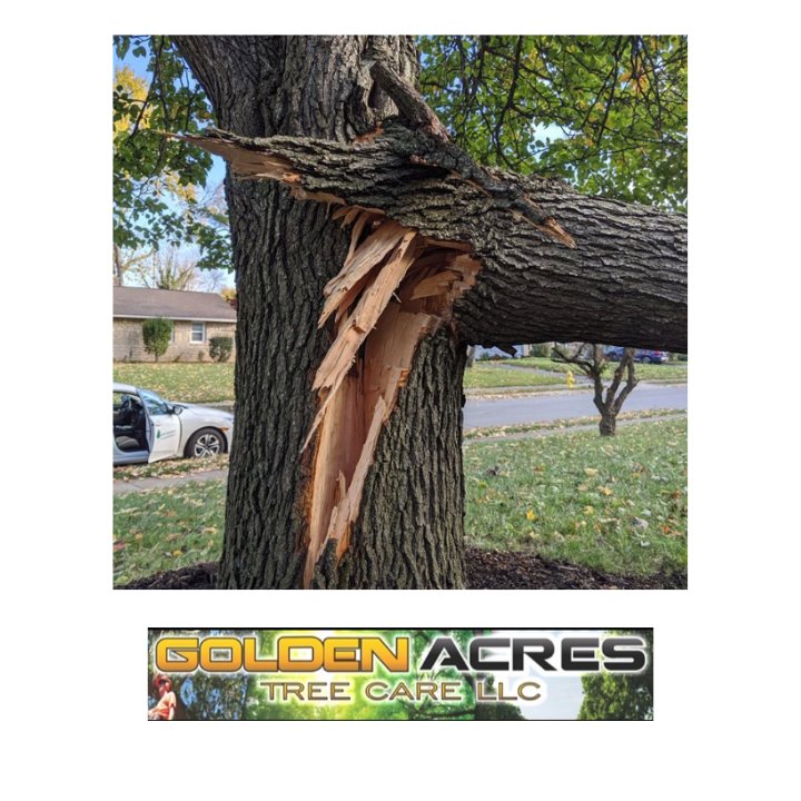 A large tree with a broken branch, indicating storm damage, requiring cleanup by Golden Acres Tree Care LLC in Roswell, GA.