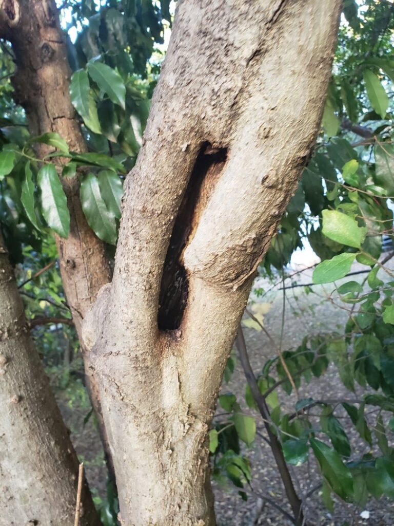 A tree trunk showing a large split and cavity, indicating potential damage or disease that Log and Leaf Tree Service in Hoover, AL can assess.