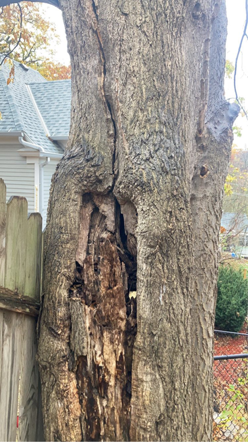 A close-up of a damaged tree trunk with decay, indicating a need for tree service from O'Connor Tree Service in Omaha, NE.