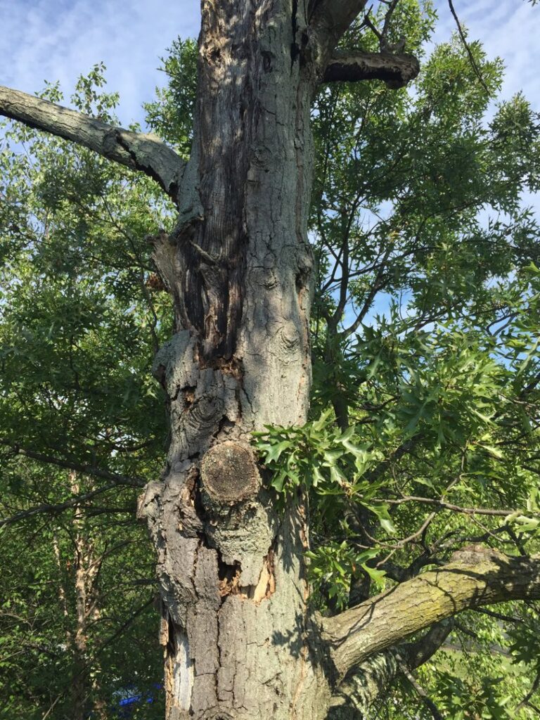 A large, damaged tree trunk with signs of rot and old cuts, indicating the need for professional tree services from Palacios Tree Services in New Castle, DE.