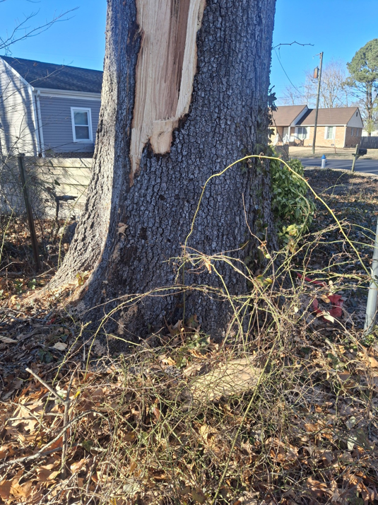 A large tree trunk with a significant split and damage, indicating a need for tree service from Alley's Tree Service in Va Beach, VA.
