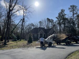 A large tree trunk with significant damage, indicating storm damage or disease, requiring Gibbs Tree Service in Seaford, DE.