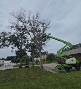 TreeWorld in Jacksonville, FL, performing dead branch removal from a tree using a boom lift at a commercial property.