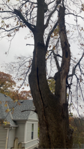 A large tree with dead branches and a damaged trunk, indicating a need for tree service from O'Connor Tree Service in Omaha, NE.