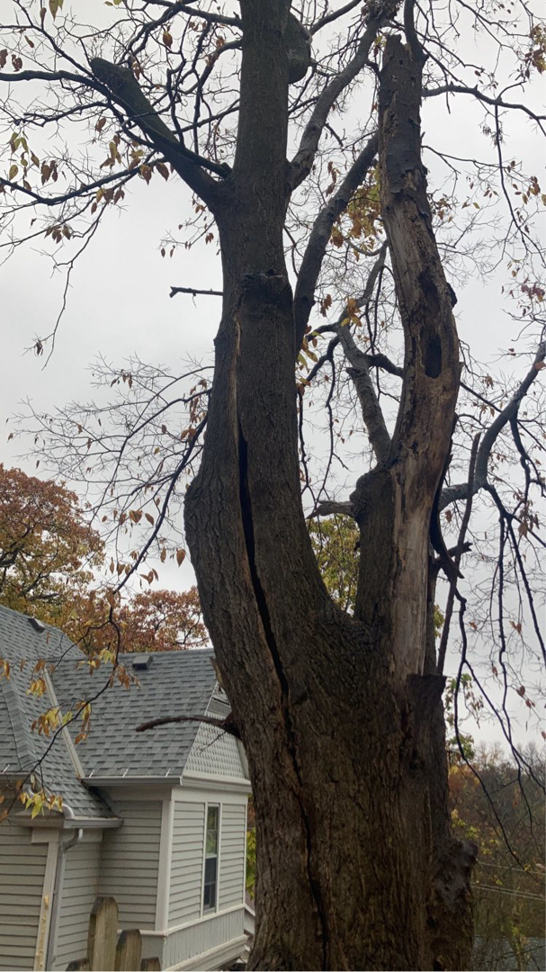 A large tree with dead branches and a damaged trunk, indicating a need for tree service from O'Connor Tree Service in Omaha, NE.