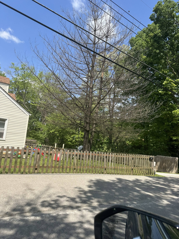 A tall, dead tree with bare branches in a residential yard, indicating a need for tree removal service from Abbas' Arbor Care LLC in Kansas City, MO.