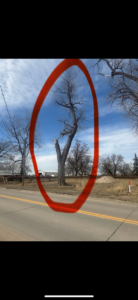 A dead or severely damaged tree, highlighted by a red oval, indicating a need for tree service from O'Connor Tree Service in Omaha, NE.
