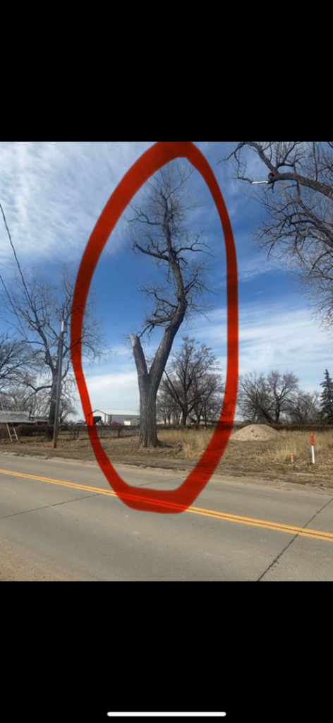 A dead or severely damaged tree, highlighted by a red oval, indicating a need for tree service from O'Connor Tree Service in Omaha, NE.