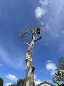 A tree service professional removing branches from a dead tree for Andrew's Tree & Landscaping Services in San Antonio, TX