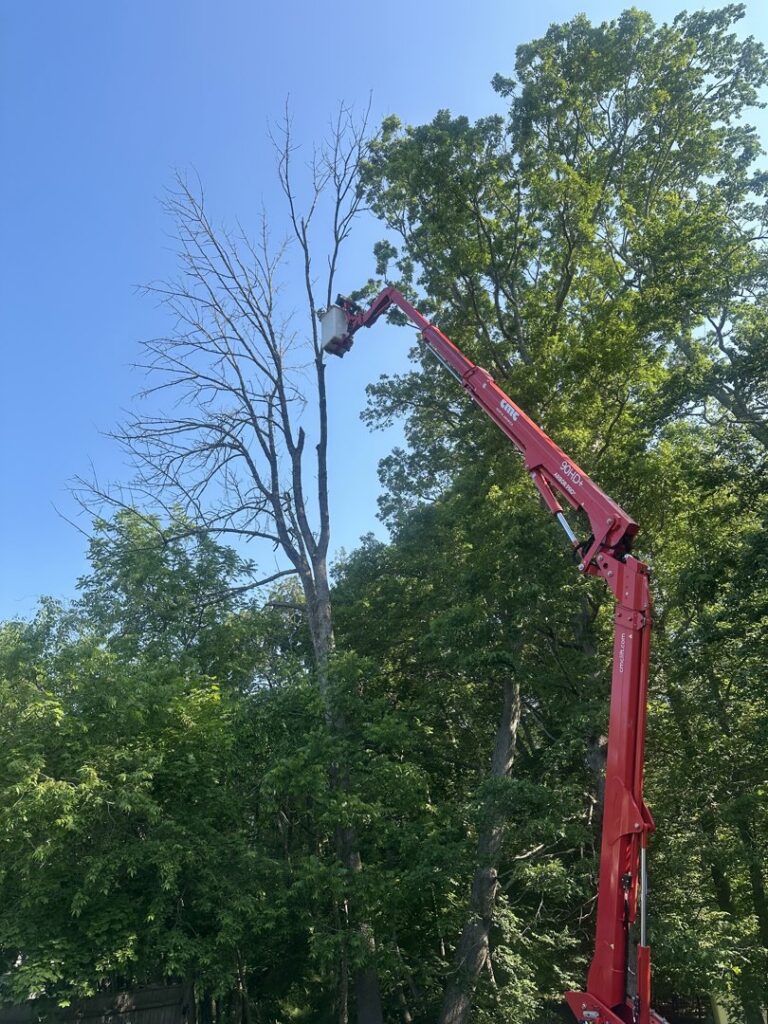 A tree service professional using a bucket lift to remove a dead tree, ensuring safety and efficiency for Ethical Tree Services in Woonsocket, RI.