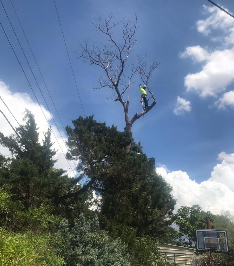 A worker performing dead tree removal near power lines for InnovationTree Specialist in Rio Rancho, NM.