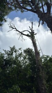 A dead tree with ropes attached, indicating preparation for removal by Tree service of south florida inc in Fort Lauderdale, FL.