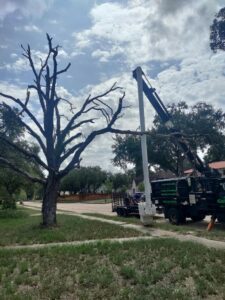 A dead tree next to a C & N Tree Service truck with a bucket lift, ready for removal in Corpus Christi, TX.