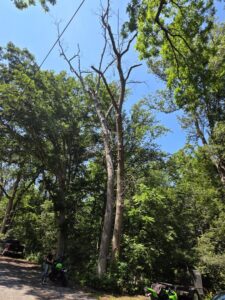 Two tall, dead trees standing among healthy foliage, indicating a need for removal by Timber Taskforce Tree Service in York, PA.