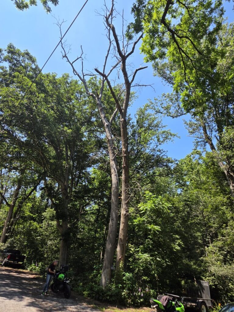Two tall, dead trees standing among healthy foliage, indicating a need for removal by Timber Taskforce Tree Service in York, PA.