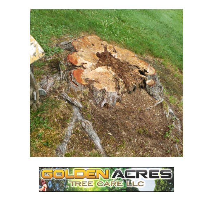 A large, decaying tree stump with wood chips, indicating stump grinding services by Golden Acres Tree Care LLC in Roswell, GA.