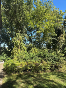 A dense area of overgrown trees and brush in a backyard, showing a property in need of tree and brush clearing by Hunters Lawn Care & Tree Service in St. Joseph, MO.