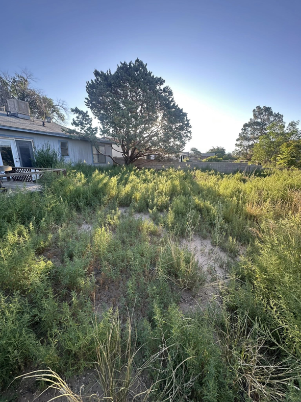 A backyard with dense weed overgrowth, ready for cleanup by Appleton Residential Services in Rio Rancho, NM.